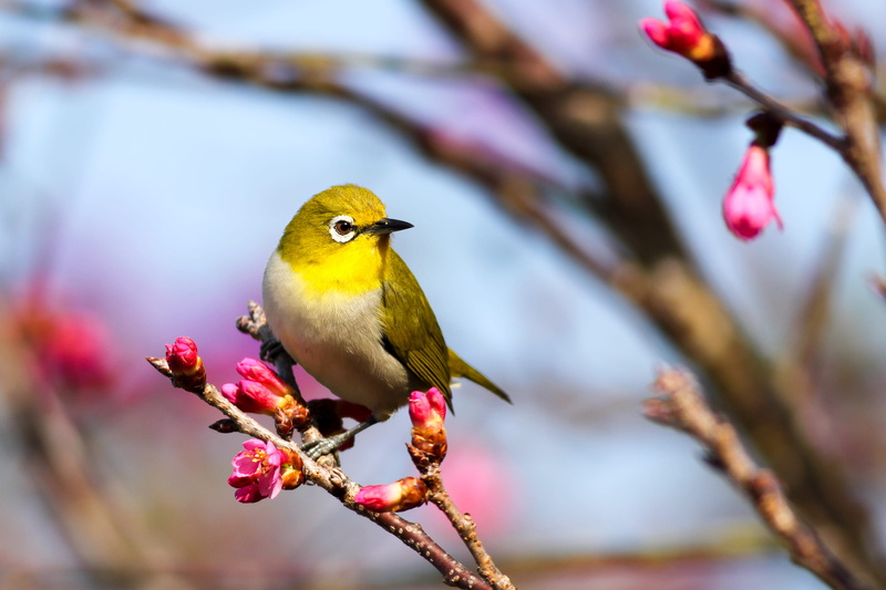white, nature, selective focus, twig, outdoors, photography, springtime, beauty In Nature, hummingbird, flower, yellow, bird, vireo, color Image, no people