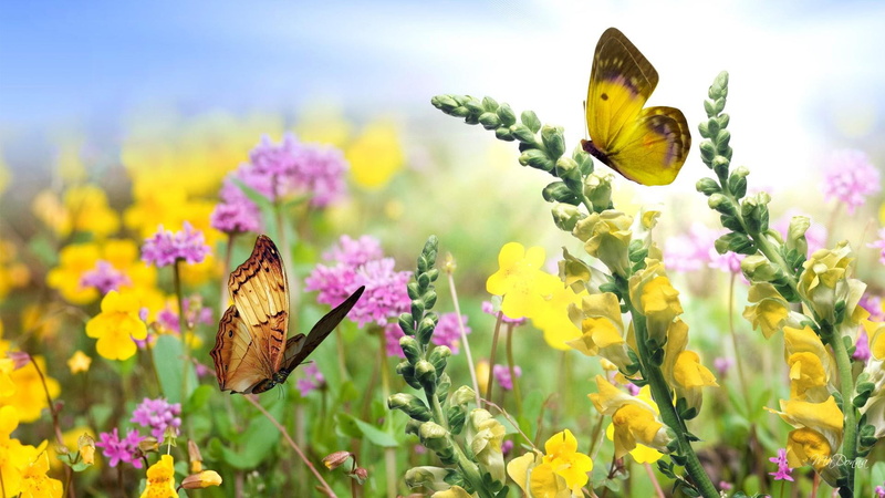 garden, summers, 1080P, colorful, spring, summe, gladiola, color, pink, yellow, butterfly, flowers, butterflies