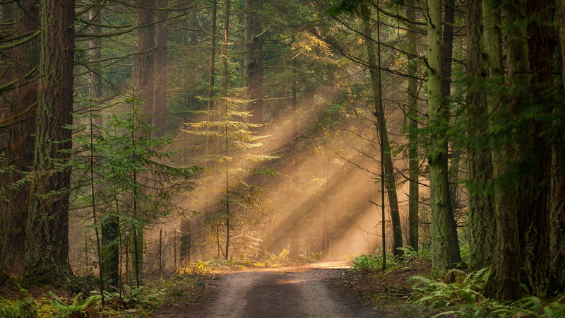 ray, forest, sun rays, dirt road, rays of sun, sunlight, forest path, path, 1080P, sunbeam