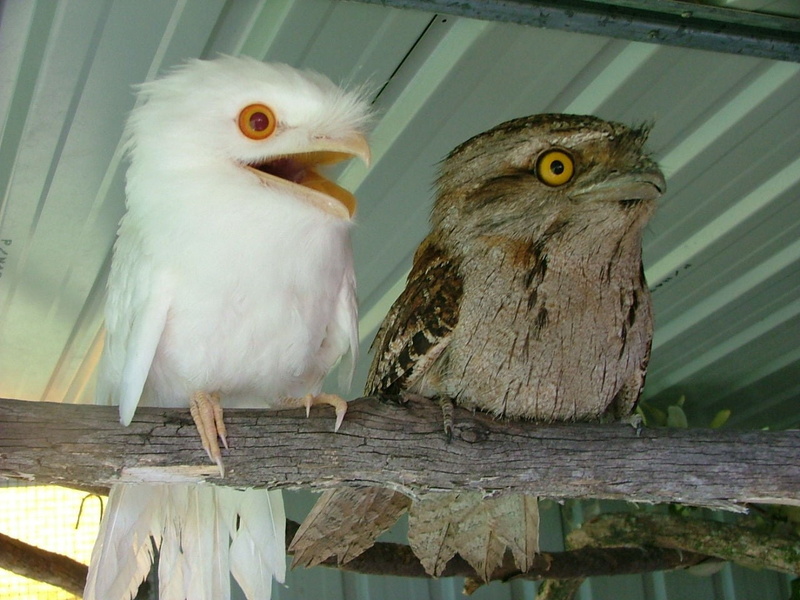 wooden post, outdoors, nature, wings, feathers, vertebrate, animal themes, bird, close-up, perching, animals in the wild, day, bird of prey, animals, two animals