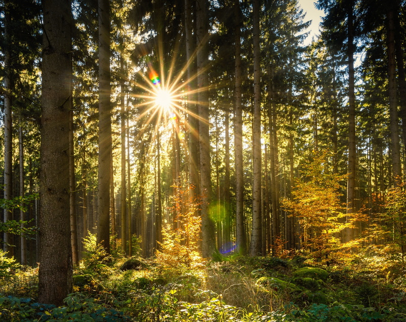 tree, October, day, bright, sunbeam, Scenery, lens flare, beauty in nature, Forest, morning, tree trunk, Contrejour, Sunlight, tranquility, Deciduous, woodland
