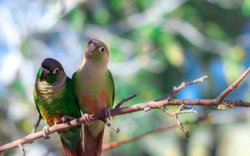 cute, wildlife, green Color, animal themes, bird Watching, animals In The Wild, branch, no people, multi Colored, close-up, perching, two animals, animal