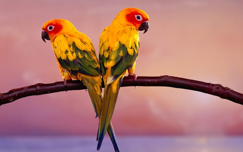 bird, two, parrots, perching, multi colored, bids, branch, tree, yellow, no people, group of animals, Parrot, 720P, two animals, animal themes, animal family
