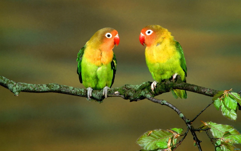 1080P, birds, inseparable, parrots, lorikeets, feathers, animals, colorful