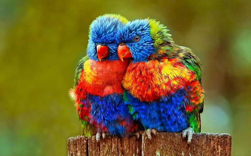no people, Colorful, multi colored, two, Close-Up, day, 1080P, Lovebird, outdoors, beak, focus on foreground, wood - material, Bird, Birds, animal themes