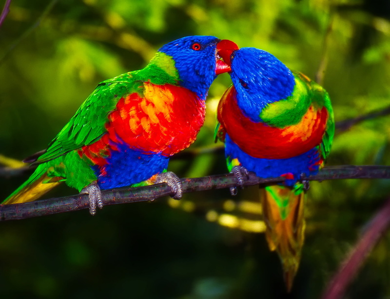 couple, close-up, photo, perching, parrot, vibrant color, pair, focus on foreground, hdr, green color, vertebrate, animal wildlife, multi colored, colorful