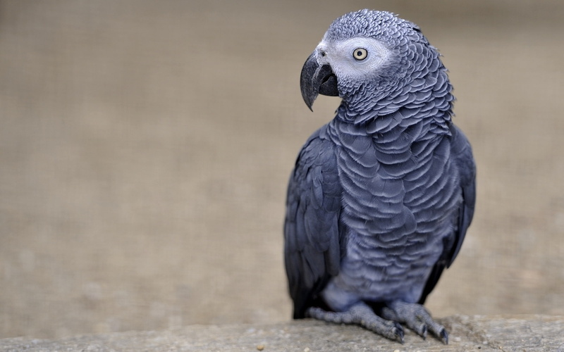 african, 1080P, parrot, grey