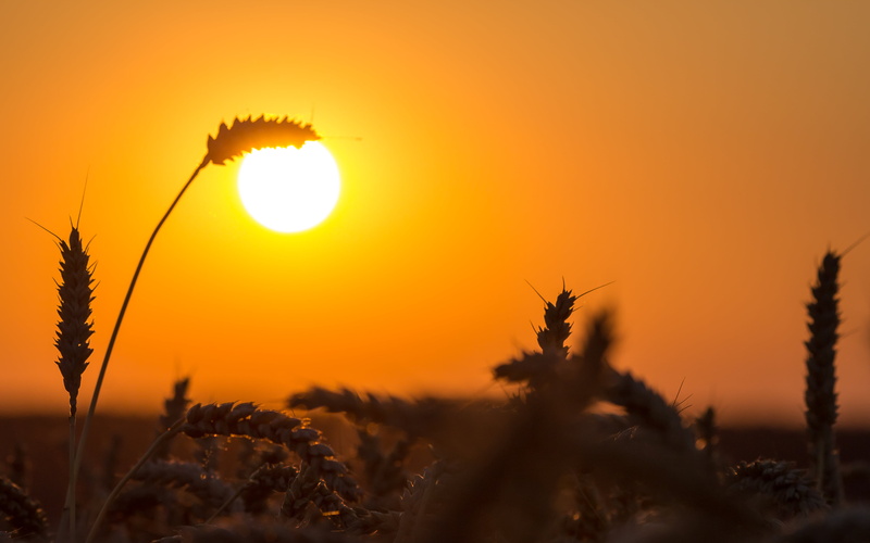 nature, silhouette, grass, sunset, sun, outdoors, yellow, photography, sunrise - Dawn, sunlight, plant, summer, 4K