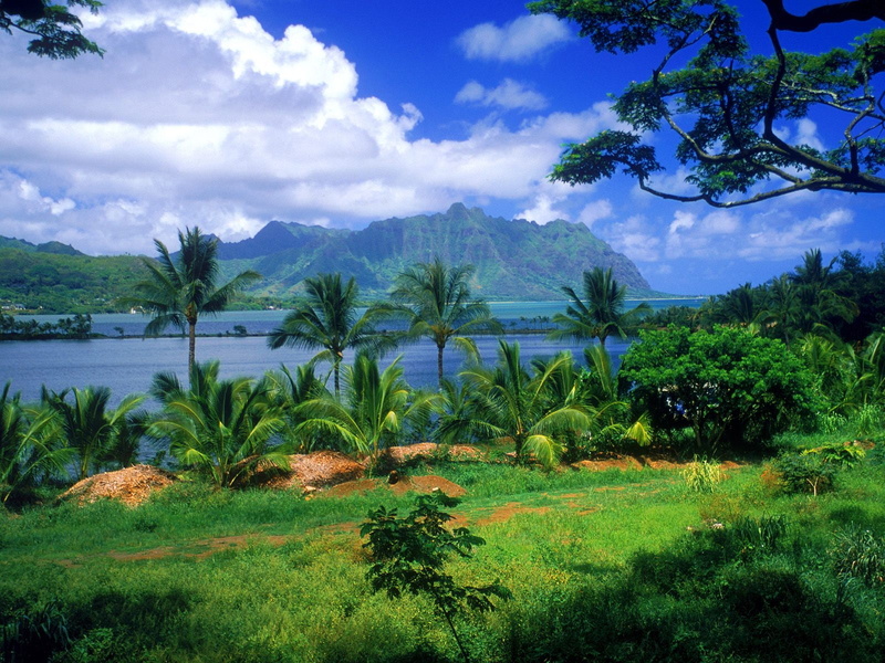 720P, fish, world, hd, travel and world, travel, kaneohe, hawaii, pond