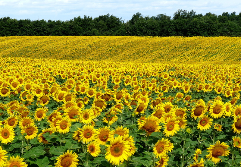 flower Head, yellow, field, sunflowers, sky, sunny, freshness, sun, landscaped, abundance, summer, land, season, non-Urban Scene, day, environment, 2K