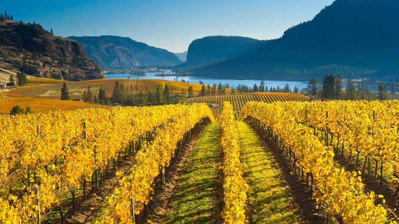 field, crop, autumn, nature, the valley of Okanagan lake, mountain range, land, Canada, yellow, mountain, rural scene, no people, plant, landscape, farm