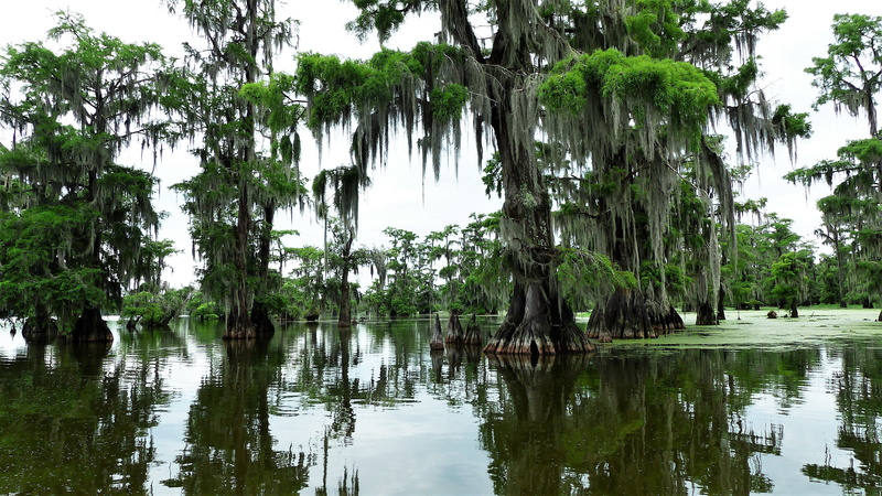 land, tree trunk, nature, marsh, tropical climate, day, foam, tranquility, plant, cypress, no people, louisiana, plants, trunk, tranquil scene, roots, 4K