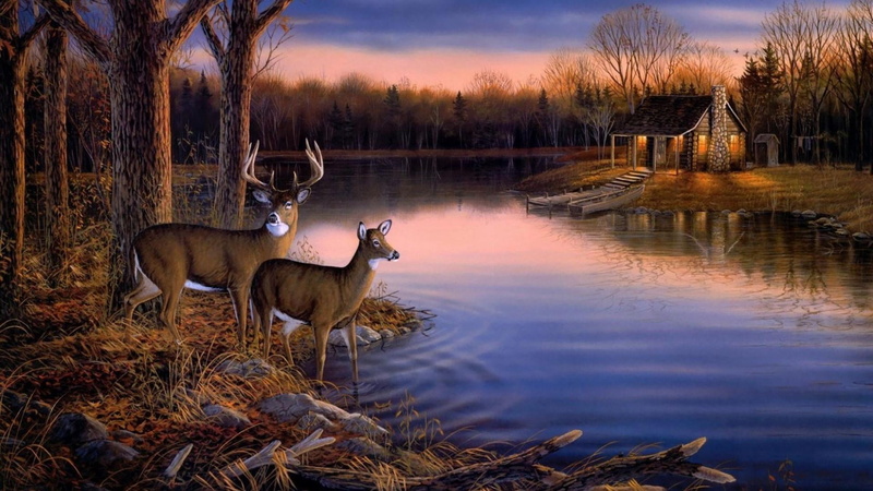 outdoors, plant, mammal, beauty in nature, tree, animal, 1080P, reflection, no people, group of animals, sky, water, lake, forest, wildlife, animal wildlife