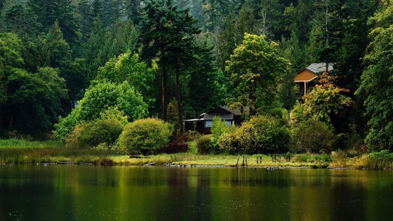 tranquility, no people, beauty in nature, forest, house, tree, lakeside, building exterior, tranquil scene, lake, built structure, plant, outdoors, reflection
