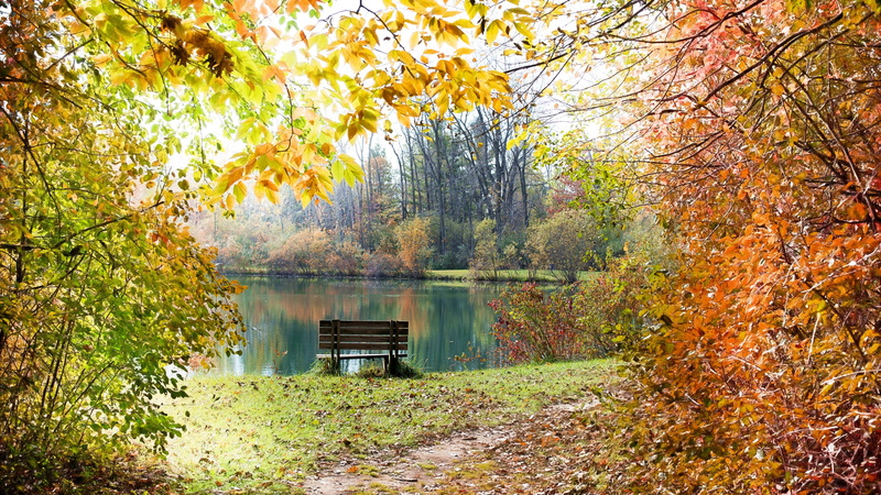 branches, bench, foliage, lake, 5K, autumn, trail, autumn colors, pond, path, lakeside, autumn landscape
