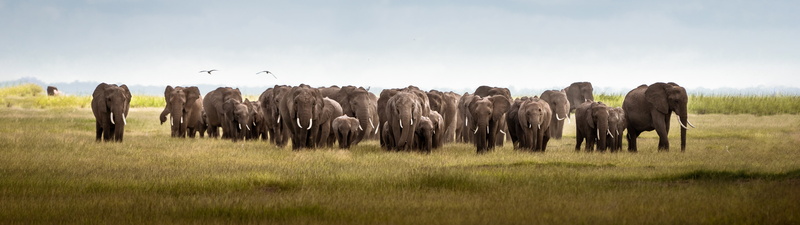 nature, ultrawide, elephant, Africa, Kenya, 5K, animals