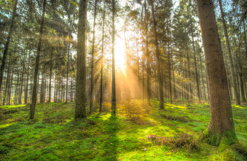 woodland, land, natural, plant, photography, tranquility, shadow, light, lens flare, sunny, tree trunk, facing, sunshine, landscape, outdoors, day, green color