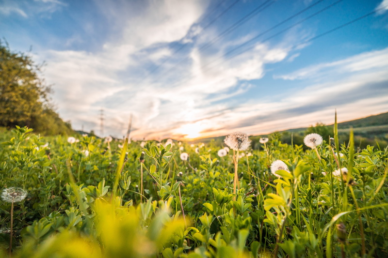 blue, Field, sun, springtime, Dandelions, outdoors, day, tranquil scene, clouds, blowballs, green Color, flowering plant, agriculture, flower head, rural Scene