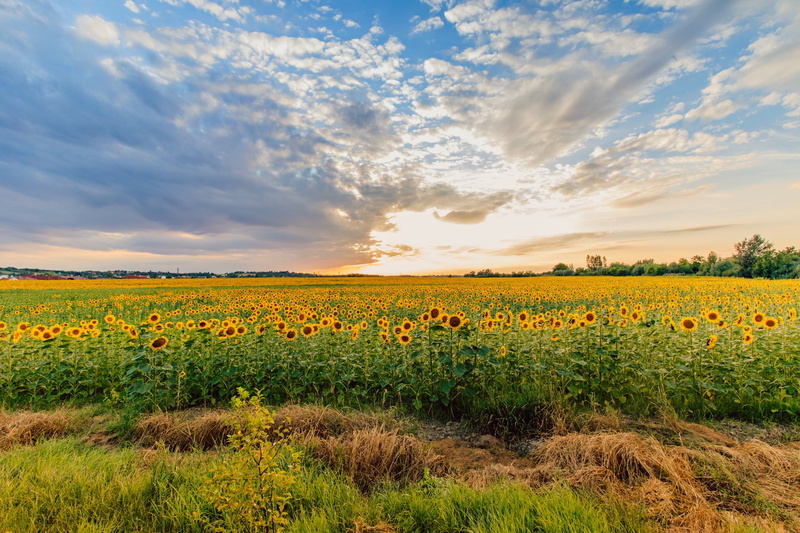field, gardening, plant, sky, hungary, agriculture, sunset, beauty in nature, sunflower, daytime, mood, summer, freshness, farm, rural Scene, setting sun