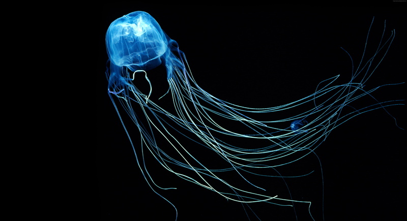 4k, 5k, 5K, Indian Ocean, Rangiroa, diving, Jellyfish, 8k, Australian Box Jellyfish, tourism