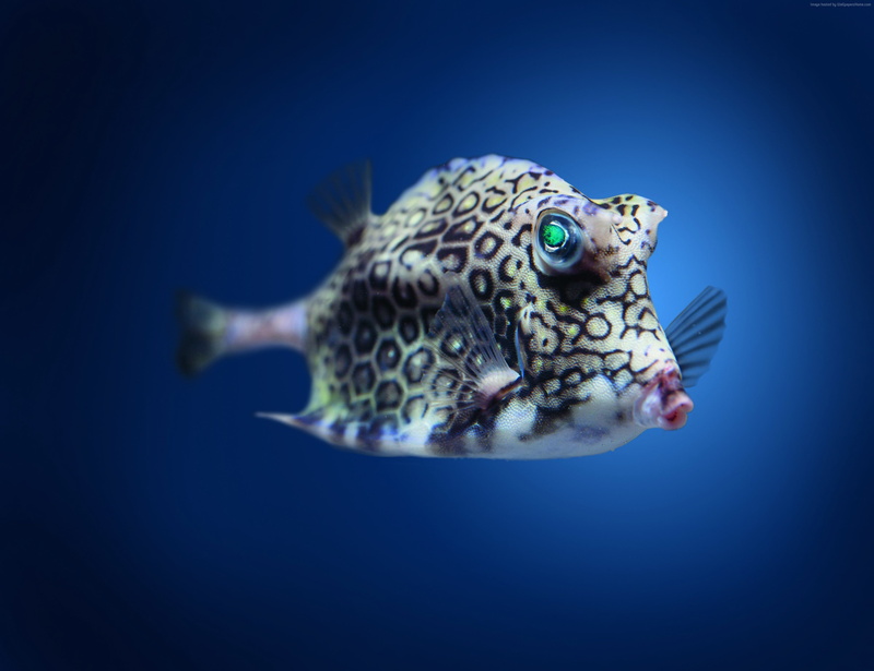 diving, blue water, Indian, Worlds best diving sites, cowfish, 2K, ocean, tourism, Boxfish, Pacific, underwater, fish, Atlantic