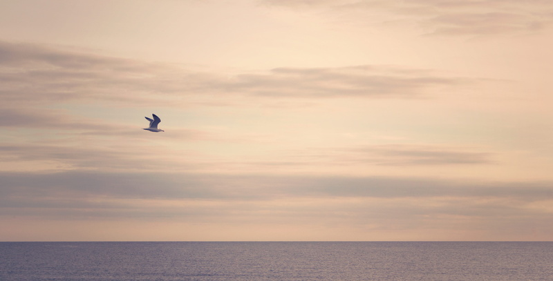 tranquility, seagull, animals in the wild, light, water, one animal, cloud - sky, france, sea, vertebrate, bird, digue à la mer, horizon over water, scenics - nature