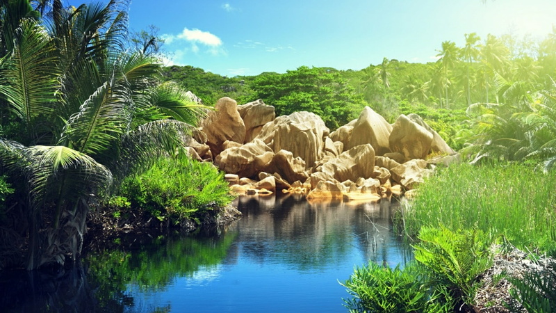 palm tree, summer, nature, pond, non-urban scene, tranquility, rock, palm, day, jungle, plant, vacation, no people, group of animals, seychelles, reflection
