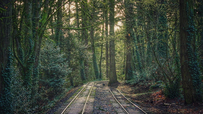 tranquility, track, forest, portland, oregon, outdoors, transportation, train, 1080P, tracks, plant, nature, woodland, diminishing perspective, beauty in nature