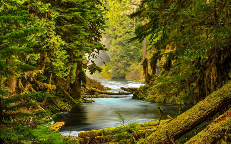 Oregon, Moss, Forest, McKenzie, Trees, River, 1080P