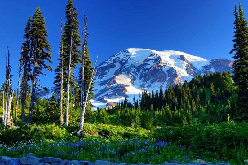 2K, trees, mount rainier, mountains, slope, grass, snow, usa, flowers