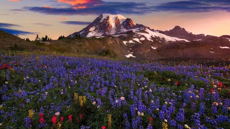 no people, lupine, snowcapped mountain, landscape, nature, tranquil scene, wildflower, land, flower, cloud - sky, blossom, mountain, sunset, spring, freshness