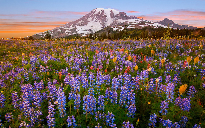 park, cascade, rainier, area, mountain, 1080P, tolmie, flowers, montierier, peak, national, wild, high, mount