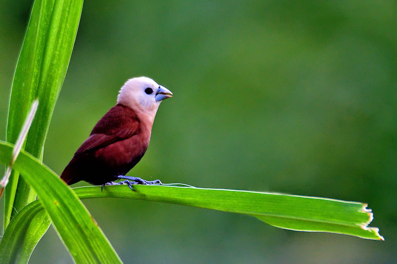 red, leaf, munia, one animal, outdoors, no people, bird, plant part, beauty in nature, photography, shot, vertebrate, sat, beak, white-headed munium, macro