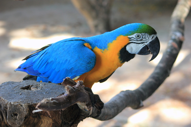macaw, gold and blue macaw, rock, close-up, vertebrate, wing, eye, bird, driftwood, perching, head, no people, 5K, feather, beauty in nature, wildlife