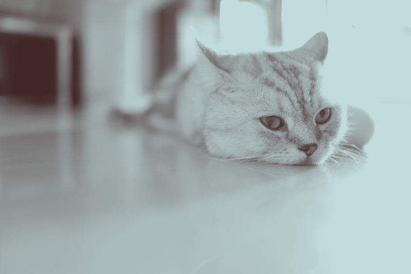 pet, cute, animal body part, animal eye, reflection, cat mia, mammal, sleeping, cat, contemplation, no people, domestic, 2K, vertebrate, one animal, whisker
