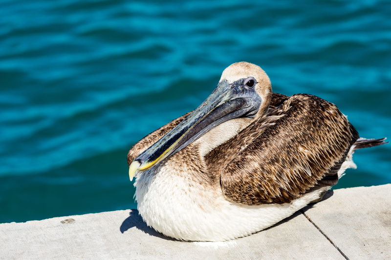 still life, animal themes, one animal, bill, body, animals in the wild, feather, pelican, sitting, brown, sea bird, concrete, water, resting, high angle view