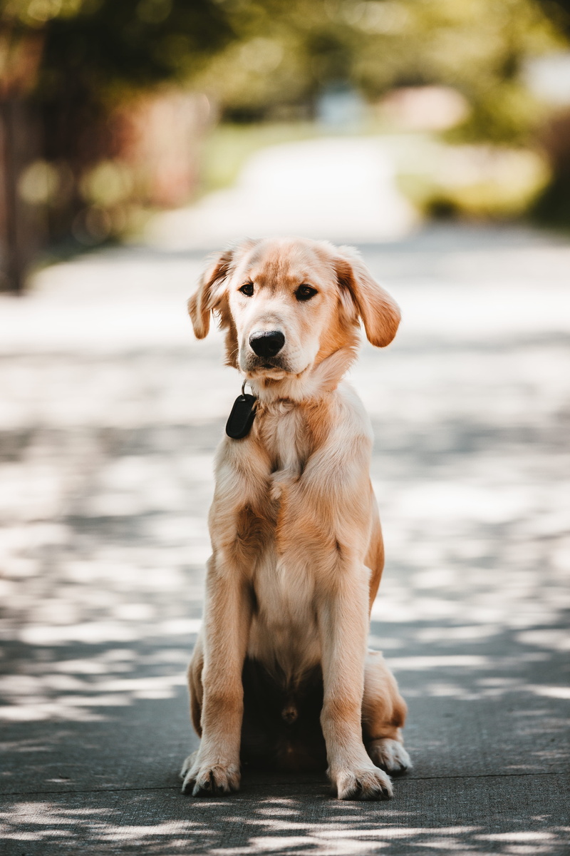 cute, street, 5K, summer, golden Retriever, face, animal, sat, pets, mammal, gold Colored, road, golden, purebred Dog, domestic Animals, one Animal, friendship
