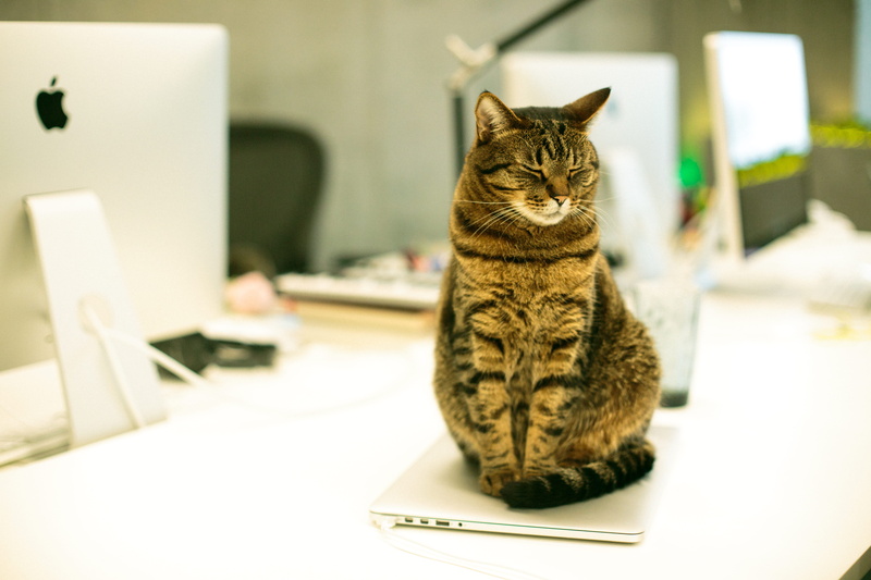 domestic Animals, computer Keyboard, tabby, portrait, cute, macbook, sitting, computer, apple, feline, mammal, occupation, animal, sat, tired, imac, table