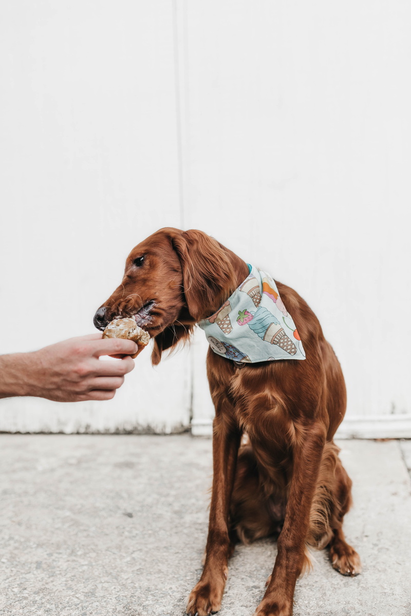 brown, eating, pet, looking away, fashion, people, eat, day, short, icecream, hand, 5K, profile view, face, one animal, sitting, looking, fur, domestic