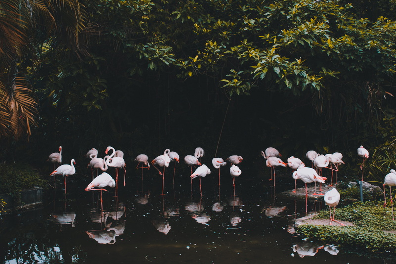 beauty In Nature, bird, pond, feather, leg, sat, mammal, lake, leaf, water, pink, summer, woodland, forest, animal, group, flamingo, tree, 5K, palm, flamingos