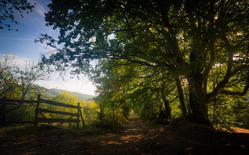 mountains, shadow, path, foliage, 1080P, trees, nature, dirt road, landscape, sunlight, fence