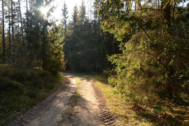 day, road, tree, leaf, outdoors, green color, dirt road, brown, 4K, non-urban scene, dirt, trail, growth, green, footpath, land, woodland, the way forward