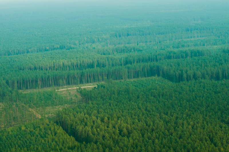 pine tree, outdoors, tranquil scene, foliage, pine woodland, no people, green color, landscape, high angle view, lithuania, land, top, scenics - nature