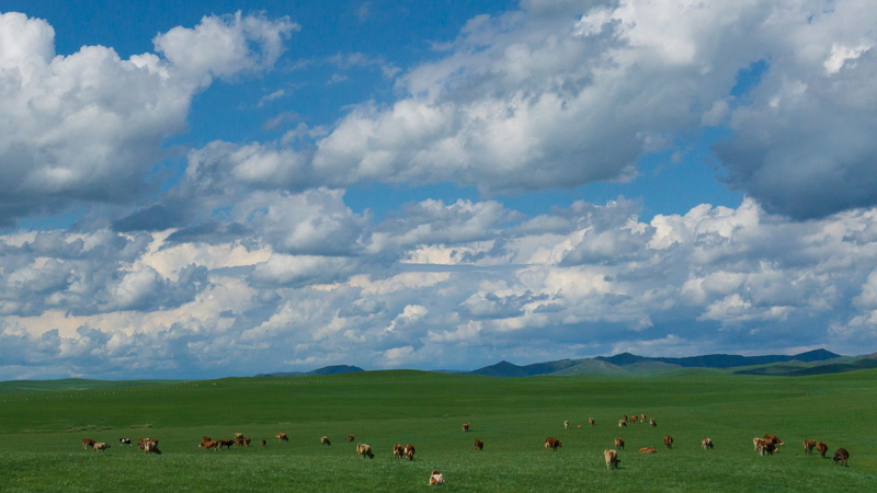nature, land, the vast, scenery, cow, plant, mammal, field, agriculture, group of animals, no people, animals in the wild, animal, environment, sky, outdoors