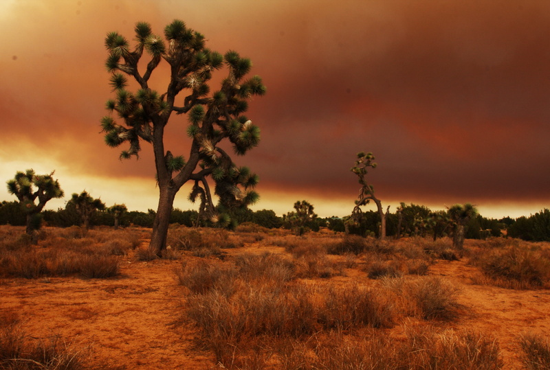nature, landscape, scenics, 2K, grass, tree, desert, sunset, sky, clouds, brown, mojave, photography