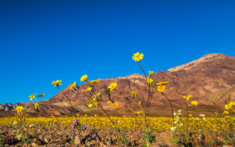mojave, dof, death, in Death, bloom, california, flower, blue, untitled, wildflowers, yellow, sky, color, Death Valley, valley, hdr, flowers, national park