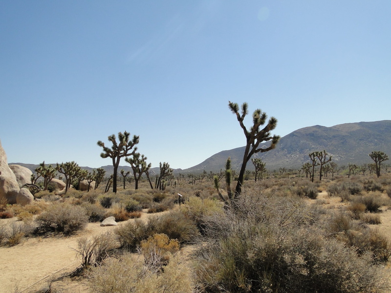 Desert, plant, yucca, Usa, climate, day, nature, outdoors, National Park, tranquil scene, desert tree, sky, semi-arid, mojave desert, tree, Joshua Tree