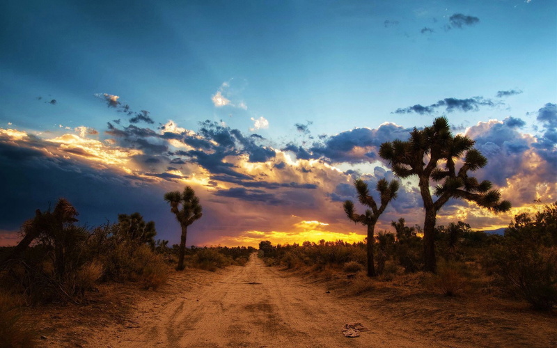 Road, 1080P, Desert, Sunset, Sky, Mojave Desert, Earth, Tree, Cactus