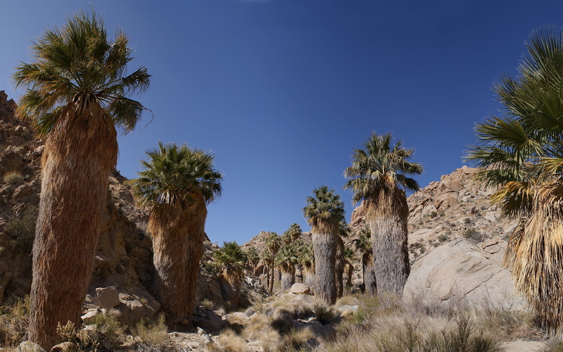 outdoors, uSA, desert, summer, travel Destinations, semi-arid, cactus, palm Tree, vacations, environment, sky, trees, plant, landscape, tree, day, palm