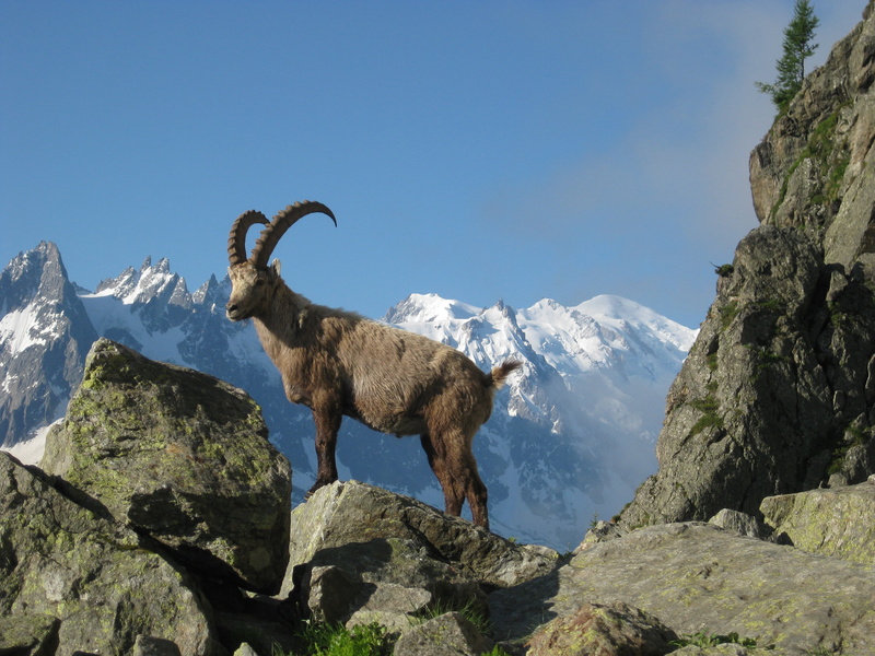 mountain, grey, sky, outdoors, alps, solid, rock, horned, 2K, animal, beauty in nature, clear sky, non-urban scene, goat, tranquil scene, mont blanc, brown